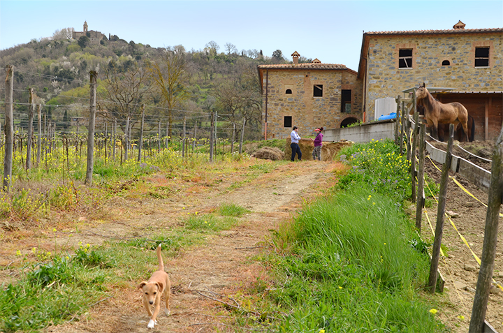 mucci imports fattoria del pino