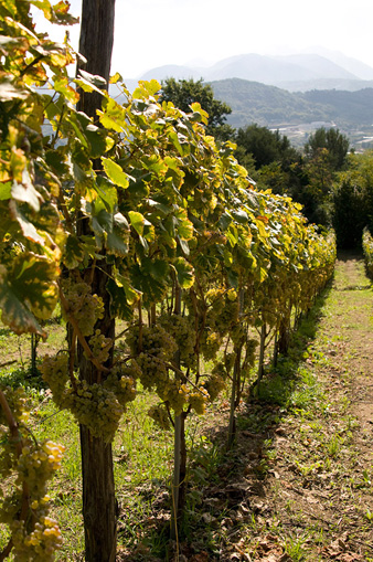 mucci imports vigne guadagno