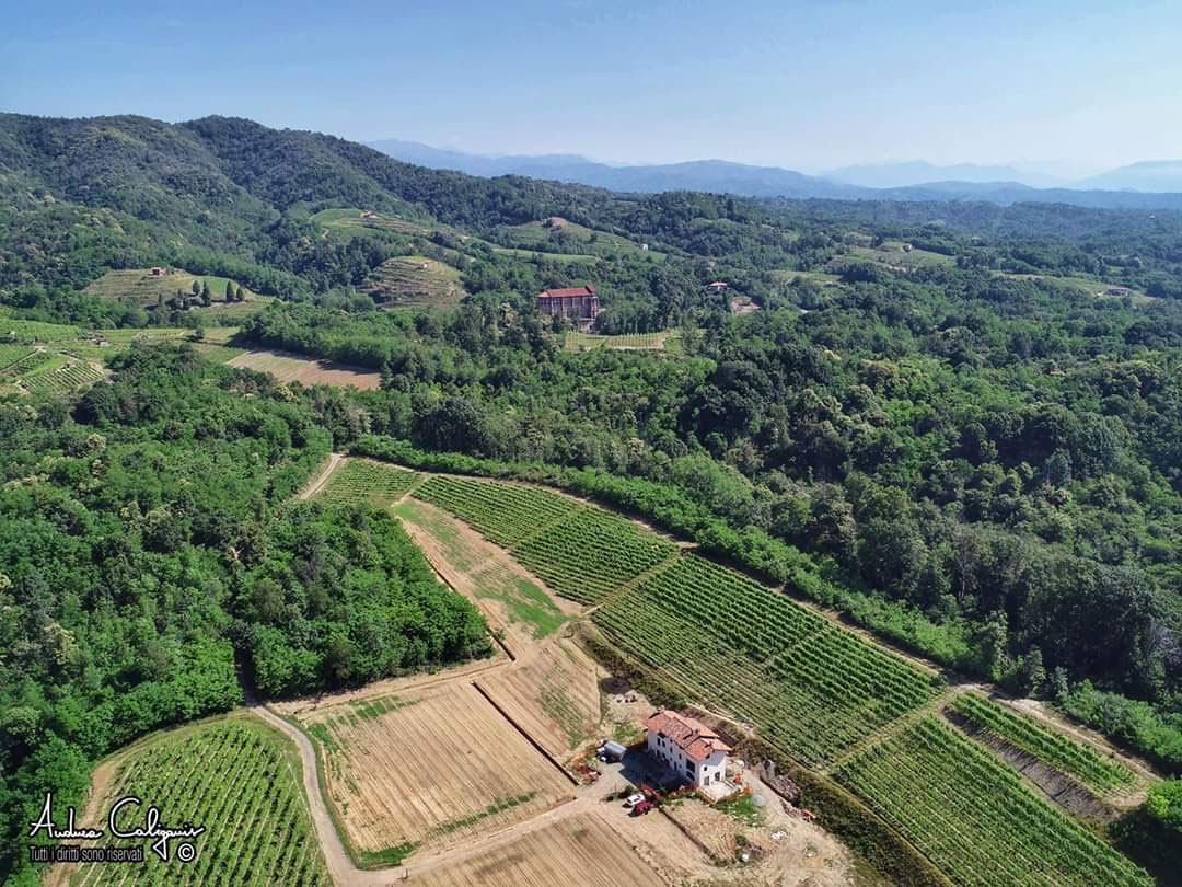 A photograph taken from a drone above the Barbaglia vineyards