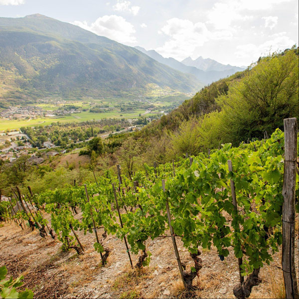 A grand panorama of the striking mountains that surround one of Cave Moaja's vineyards