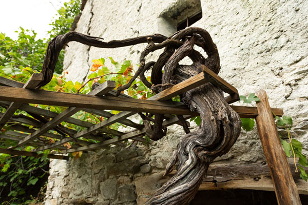 A photograph of a 100+ year old vine in the garden of a very old stone Italian home.