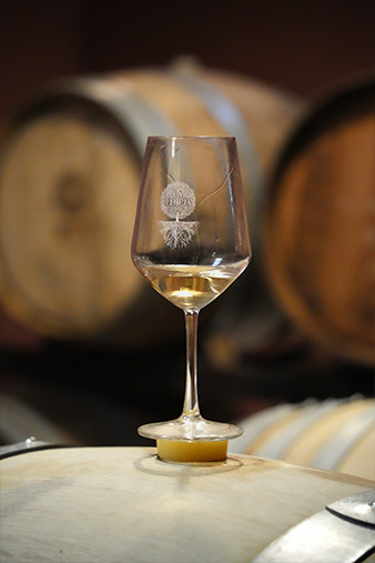 Photo of a La Leccia wineglass perched atop an oak barrel in their Tuscan cantina. 