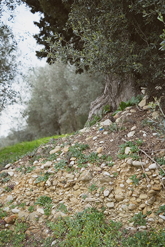 Hillside photograph of the rocky terroir in La Leccia's Tuscan vineyard.