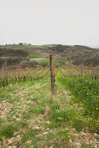 Photo of Tuscan winery La Leccia's vineyard in spring.