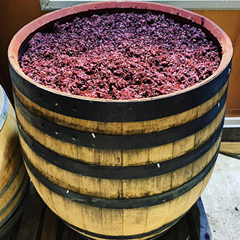 wood barrel of freshly picked fermenting wine grapes