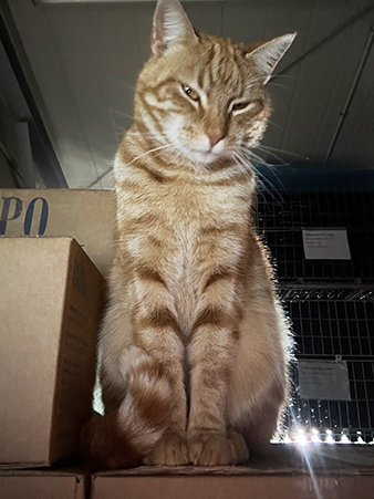 photo of a cat in the Iacopo Paolucci cantina