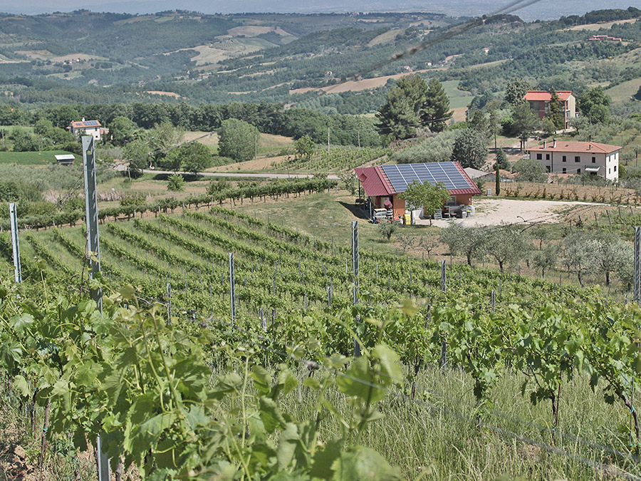 photo of the Iacopo Paolucci vineyard with a stunning Umbrian valley view in the distance