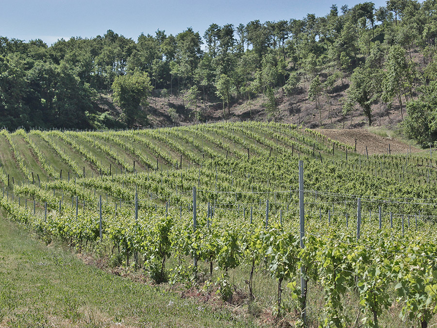 photo of an Umbrian vineyard in Summer