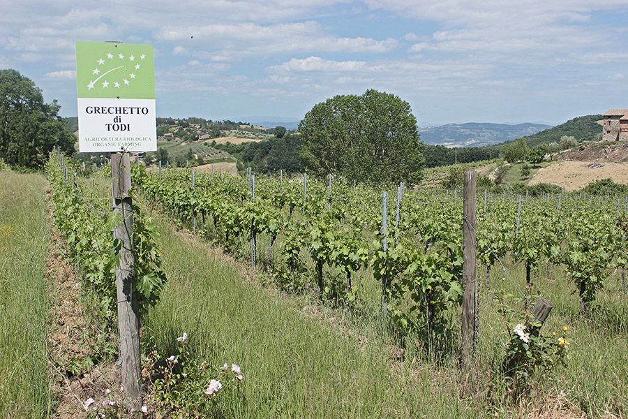 vineyard photo with a a sign for Grechetto di Todi grapes in the foreground