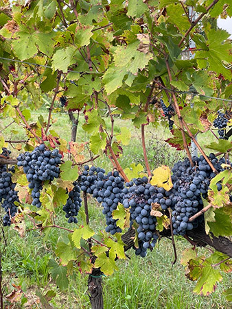 photo of wine grapes ready to be harvested