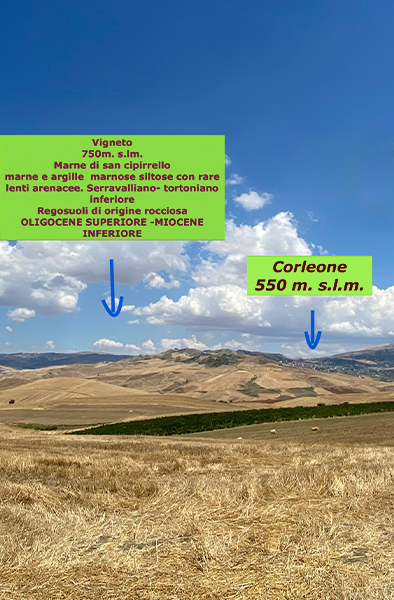 panorama of the land surrounding Corleone and Gaetano di Carlo's wines