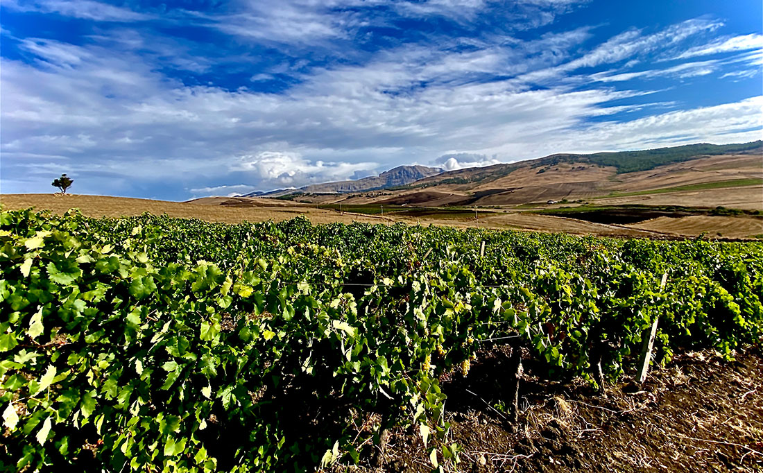 a sweeping panorama of Gaetano di Carlo's vineyard in Sicily, Italy