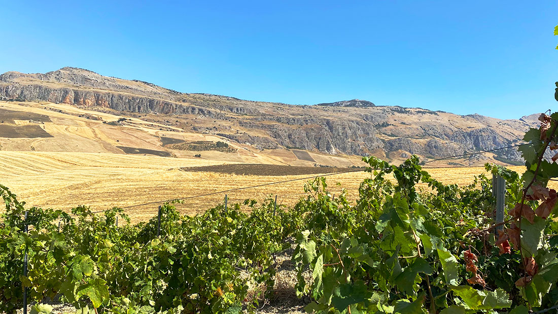 a sweeping panorama of the dry Sicilian valley surrounding the vineyard