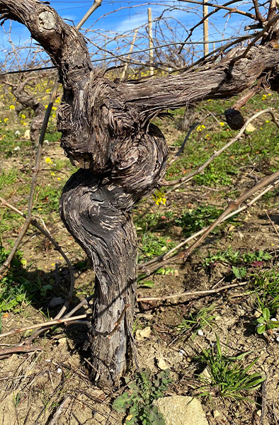 A photograph of an old vine growing in dry soil in Sicily